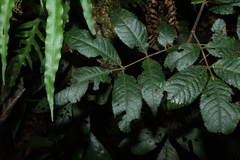 Ackama paniculosa, photograph (c) Greg Tasney, some rights reserved (CC BY-SA)