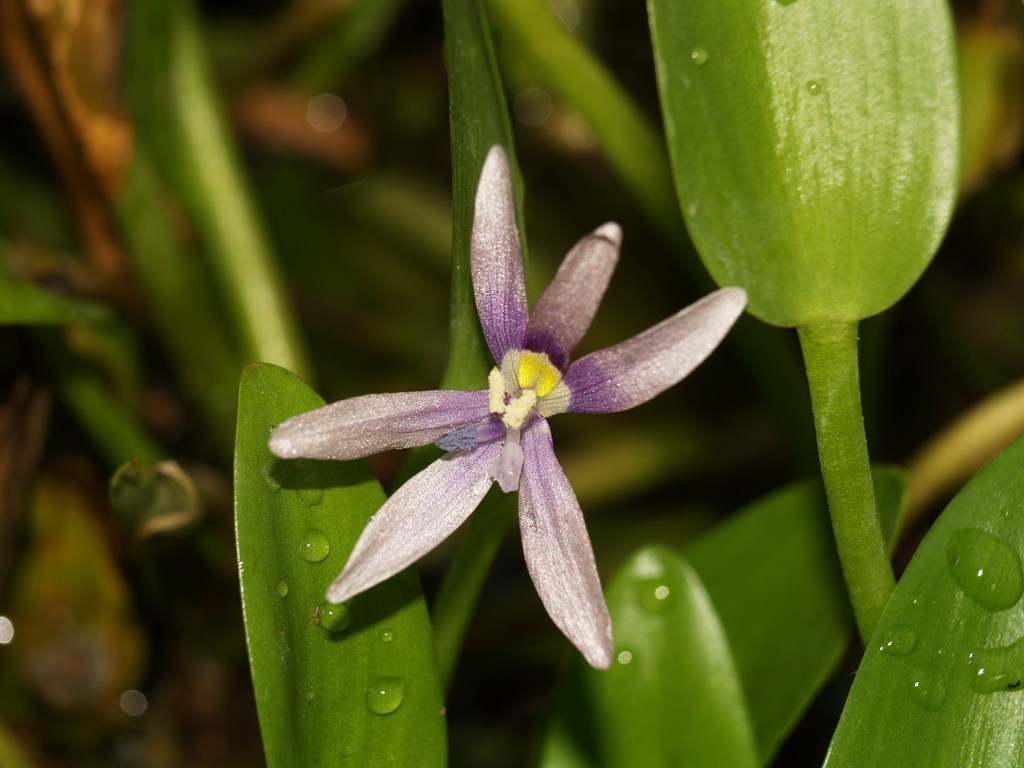 Heteranthera limosa