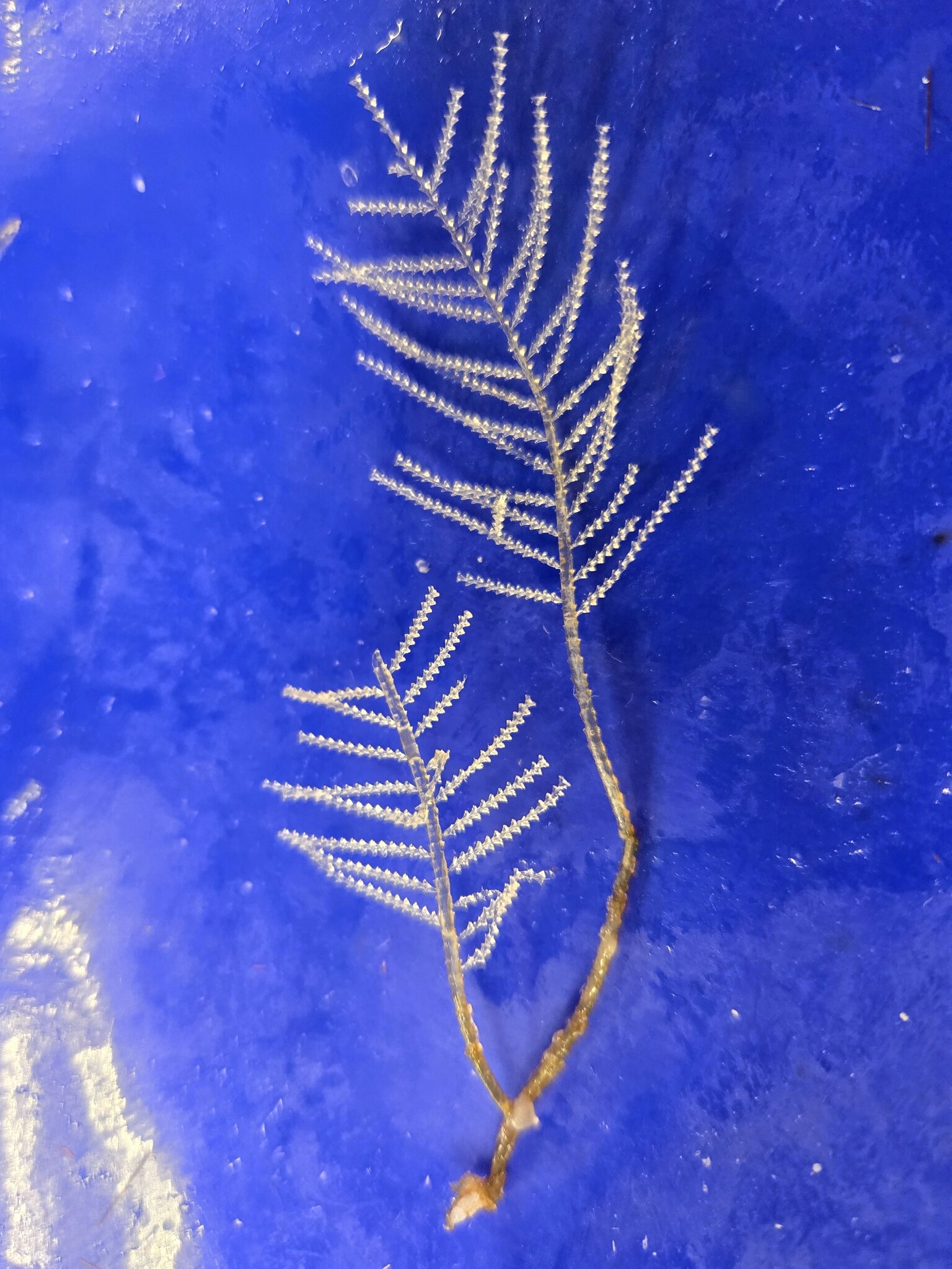 Abietinaria abietina (Linnaeus, 1758)