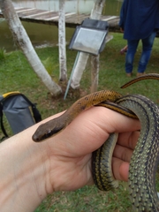 Dendrophidion bivittatus