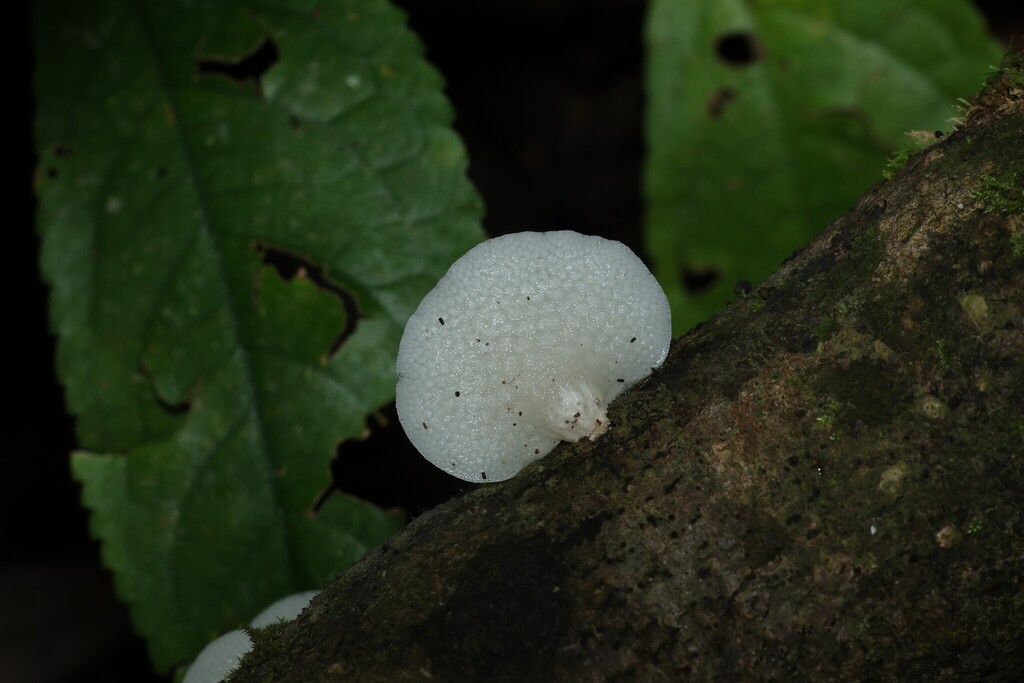 Favolaschia pustulosa · March 2026 · photo: © gregtasney (iNaturalist, cc-by-sa)