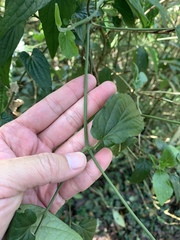 Piper laosanum, photograph 呂一起(Lyu yi-chi), CC BY, iNaturalist via GBIF
