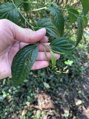 Piper laosanum, photograph 呂一起(Lyu yi-chi), CC BY, iNaturalist via GBIF