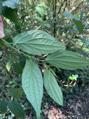 Piper laosanum, photograph 呂一起(Lyu yi-chi), CC BY, iNaturalist via GBIF