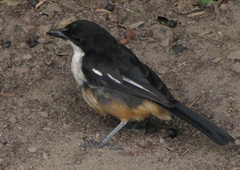 Laniarius ferrugineus ferrugineus