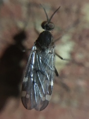 Sylvicola alternatus