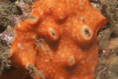Didemnum pseudofulgens