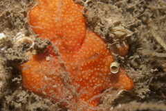 Didemnum pseudofulgens