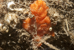Didemnum pseudofulgens