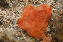 Didemnum pseudofulgens