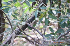 Acanthiza pusilla