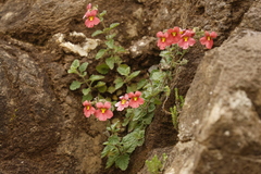 Jamesbrittenia breviflora, photograph author not stated, no rights reserved