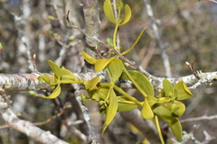 Viscum cruciatum