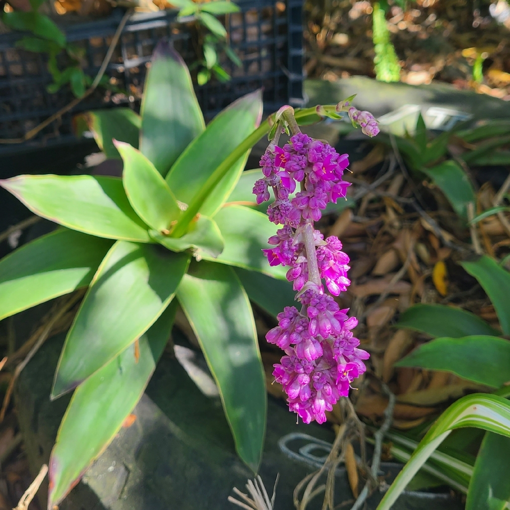 Callisia warszewicziana; photograph Sobeida Morales, CC0, iNaturalist via GBIF