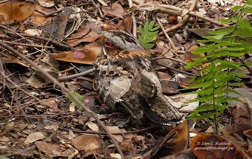 Caprimulgus pectoralis