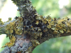 Xanthoriicola physciae