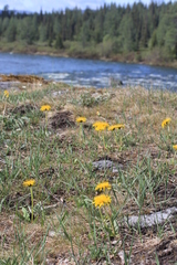 Taraxacum ceratophorum