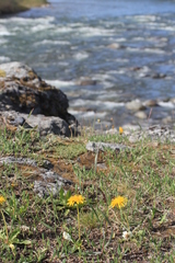 Taraxacum ceratophorum