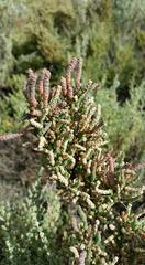 Tecticornia pergranulata