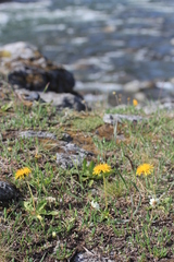 Taraxacum ceratophorum