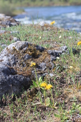 Taraxacum ceratophorum