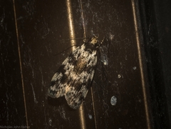 Barea eucapnodes