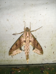 Xylophanes undata
