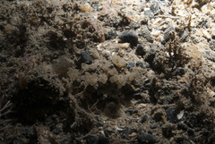 Archidistoma aggregatum