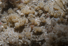Archidistoma aggregatum