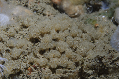 Archidistoma aggregatum