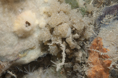 Archidistoma aggregatum