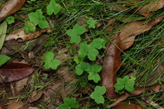 (c) Greg Tasney, some rights reserved (CC BY-SA) Hydrocotyle acutiloba, photograph (c) Greg Tasney, some rights reserved (CC BY-SA)