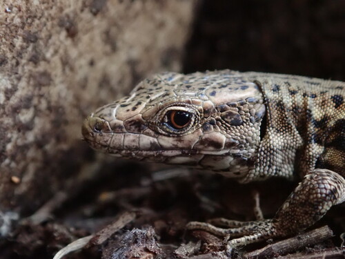 Common Wall Lizard