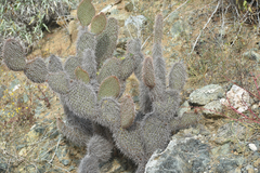 Opuntia pycnantha