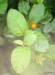 Solanum polygamum