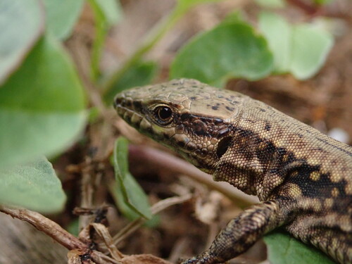 Common Wall Lizard