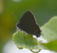 Electrostrymon angelia