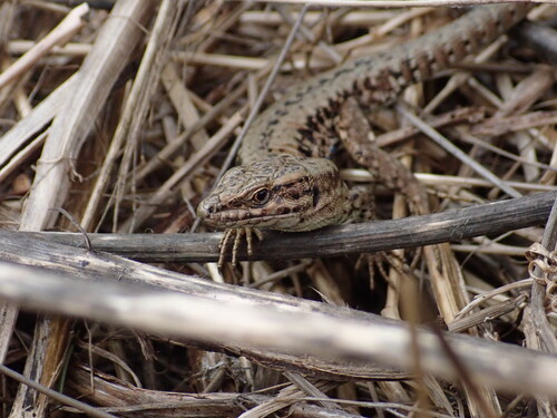 Common Wall Lizard