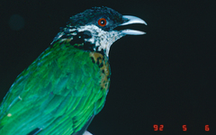 Ochre-Breasted Catbird photo 4