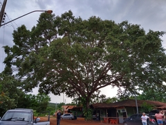 Hymenaea martiana