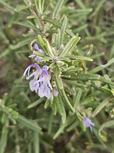 Avistamiento Salvia rosmarinus