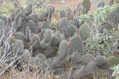 Opuntia pycnantha