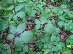 Rubus cissburiensis