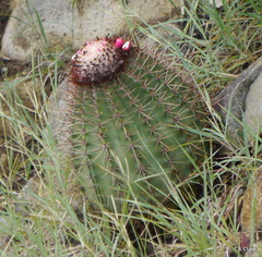 Melocactus intortus