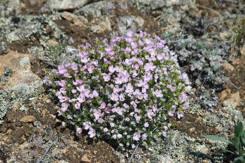 Gorman's Douglasia (Androsace constancei)
