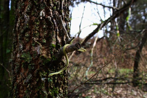 Rough Greensnake