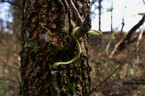Rough Greensnake