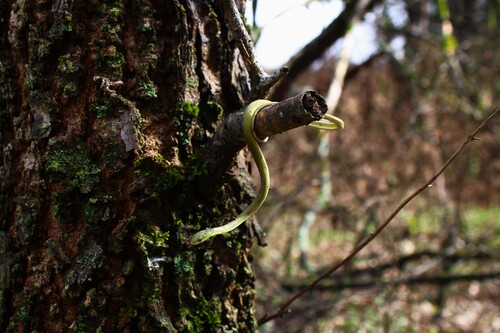 Rough Greensnake
