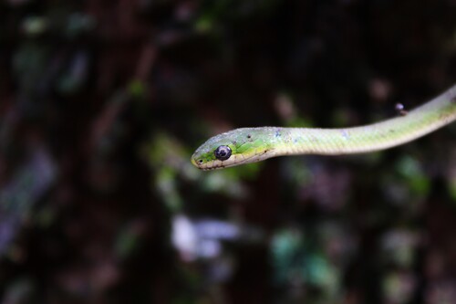 Rough Greensnake