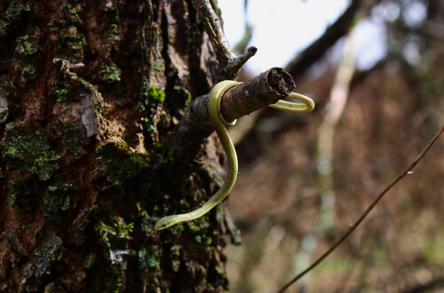 Rough Green Snake